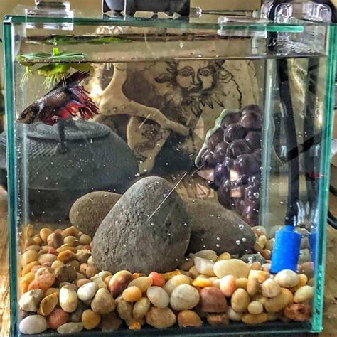 fish for one gallon tank.